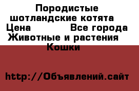 Породистые шотландские котята. › Цена ­ 5 000 - Все города Животные и растения » Кошки   